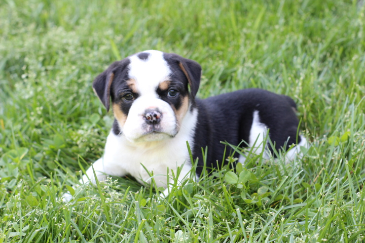 Best Casa de Oro-Mount Helix beabull pups for sale.